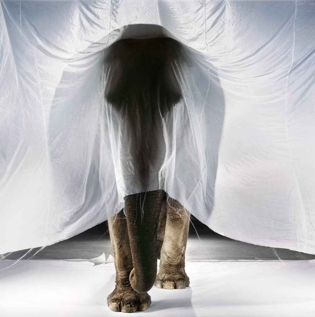Asian Elephant (Curtain), 1989 Thirty-nine-year-old female Rochester, New York
