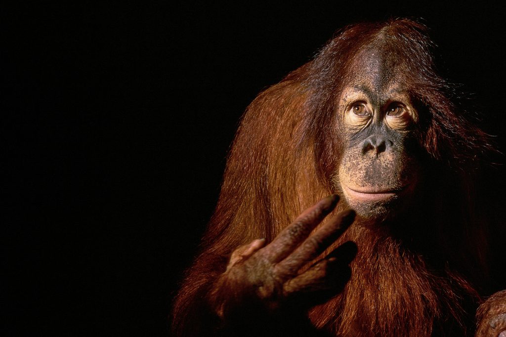 Borneo Orangutan #3, 1995 Los Angeles, California