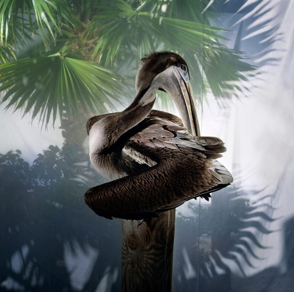 Brown Pelican #1, 1989 Eight-month-old female Indian Shores, Florida