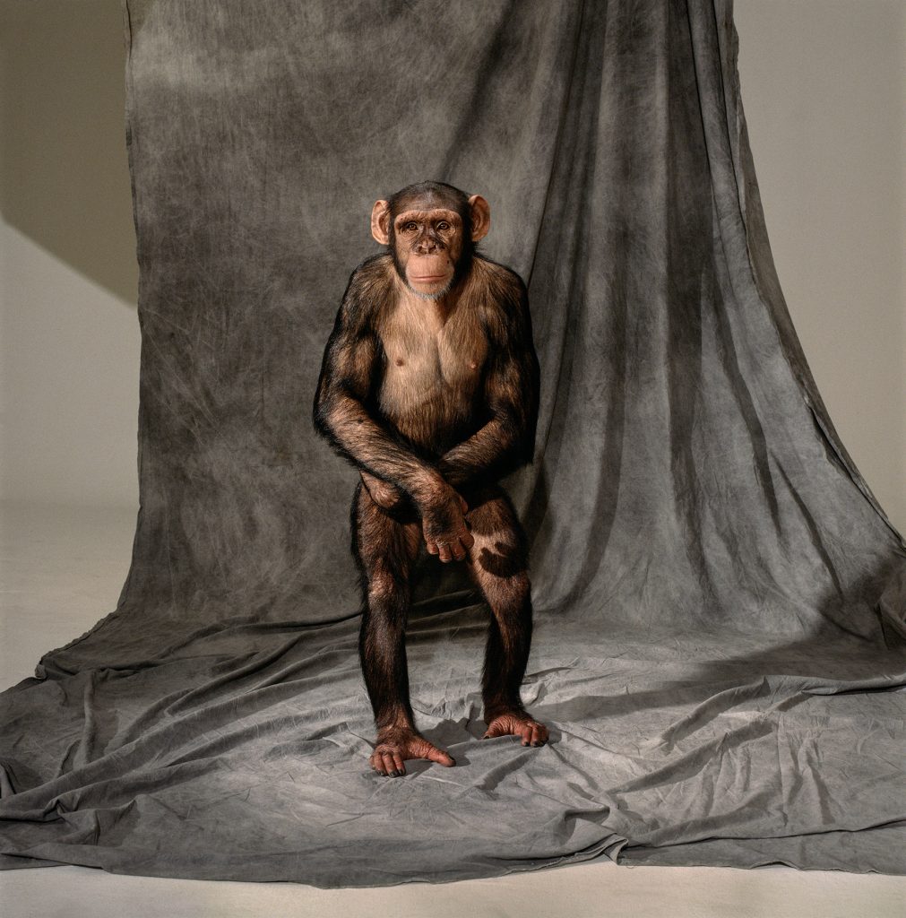 Chimpanzee (Standing), 1993 Los Angeles, California