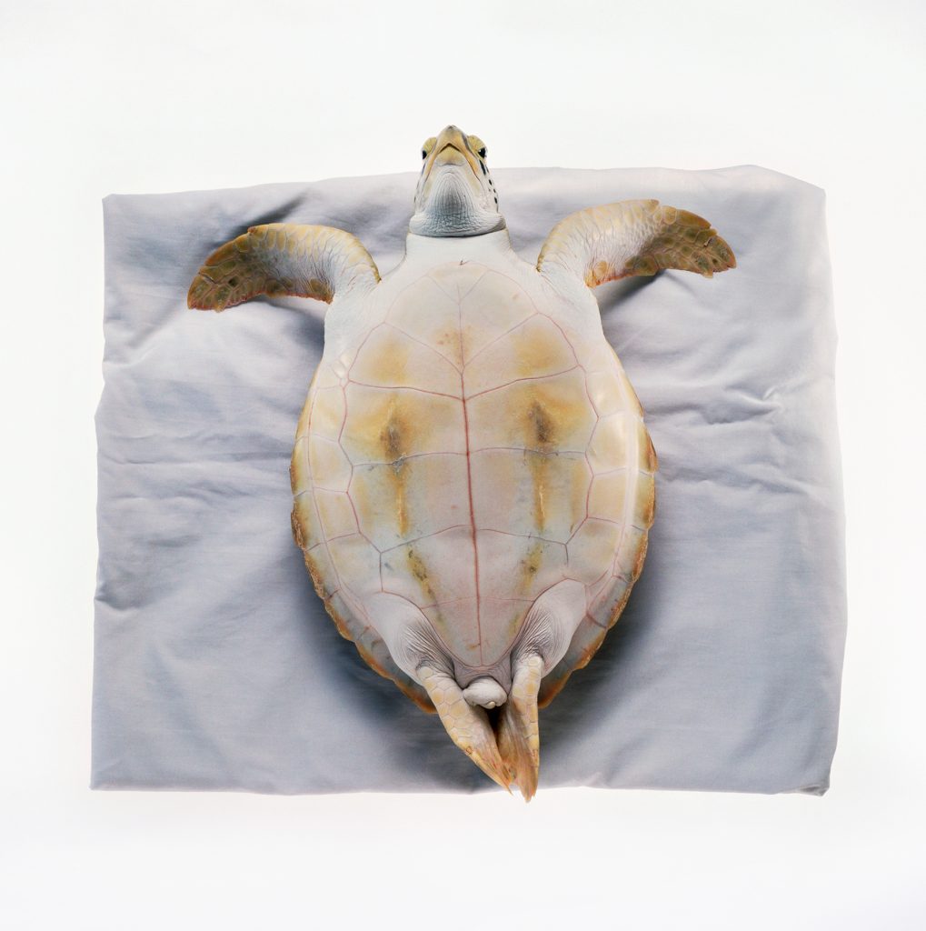 Atlantic Green Sea Turtle #1, 1988 Fifteen-month-old male South Padre Island, Texas