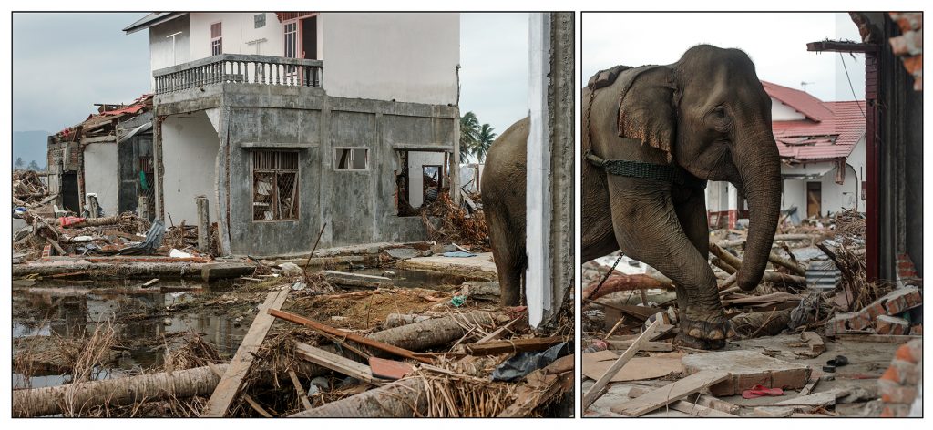 Nature reclaims its own: In the west part of Banda Aceh, Indonesia, an Asian elephant picks through rubble of the Lamjame neighborhood devastated by the 2004 tsunami. Elephants were brought in to pick up heavy debris during clean up efforts in early 2005.