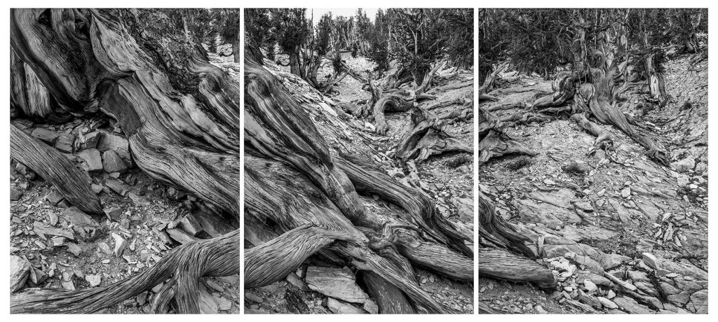 Bristlecone Pine Triptych, Shulman Grove, Inyo National Forest, California, USA, December 3, 2020.