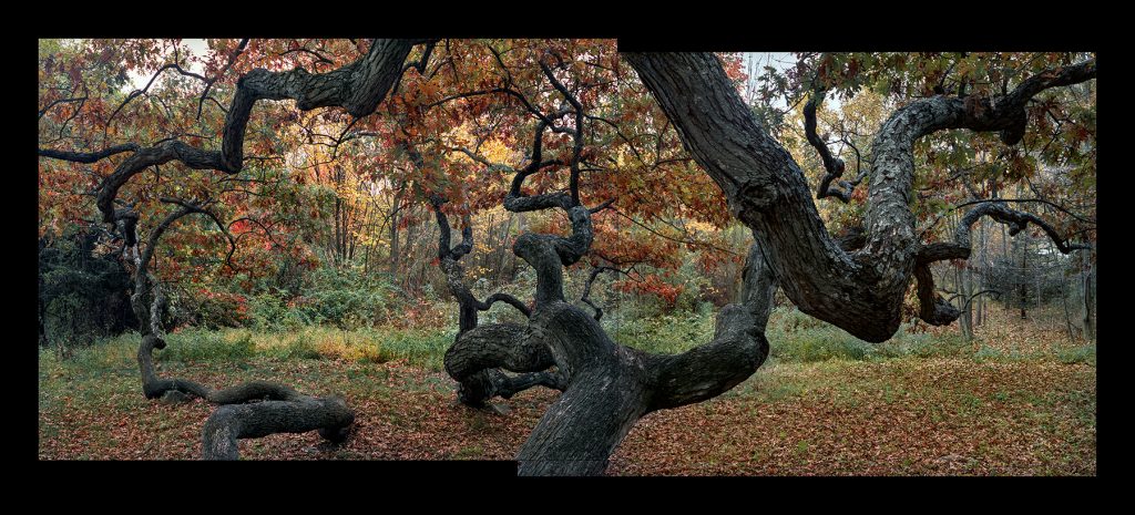 White Oak, “Granby Oak,” Granby, Connecticut, USA, October 23, 2002.