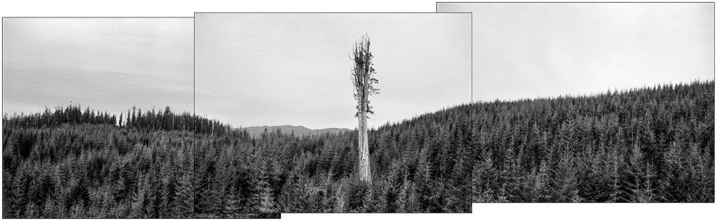 Nolan Creek Red Cedar #1, Olympic Peninsula, Washington, USA, February 1, 2001.