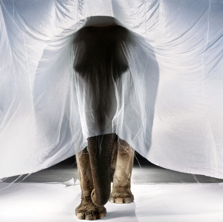 "Asian Elephant (curtain)", Rochester, New York (1989)