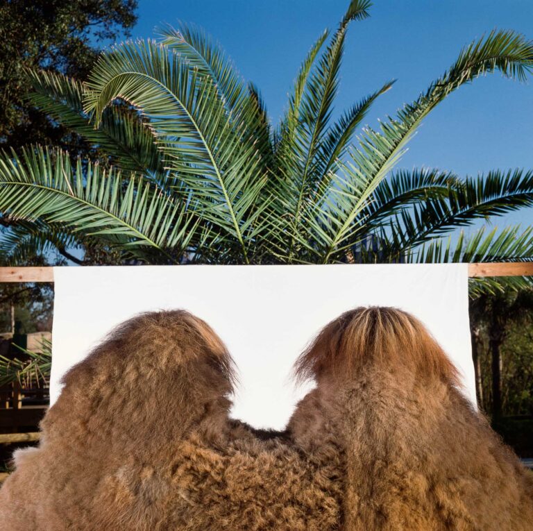 "Bactrian Camel", Lowry Park Zoo, Florida (1989)