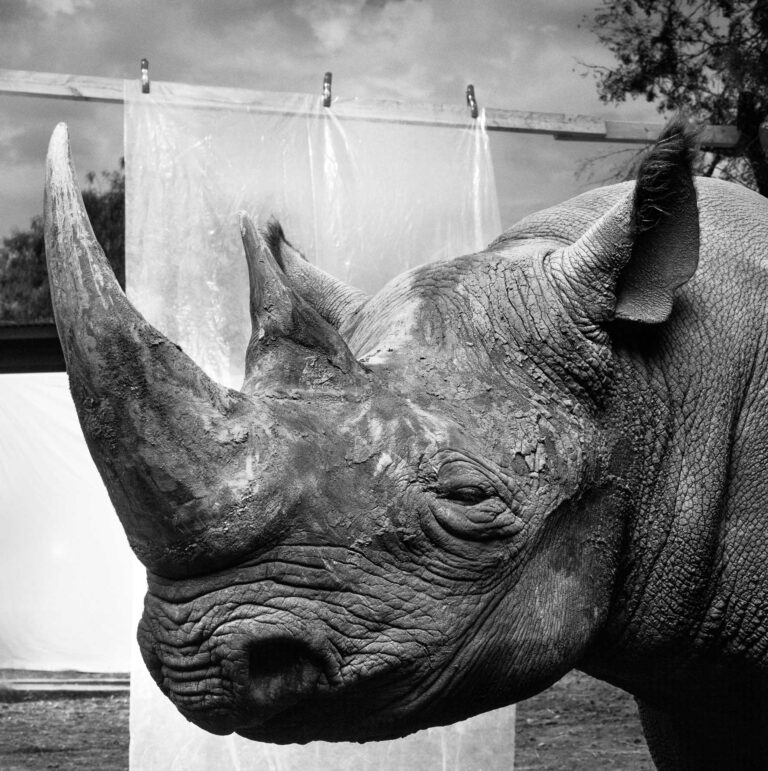 "Black Rhinoceros #2", Private Ranch, South Texas (1988)