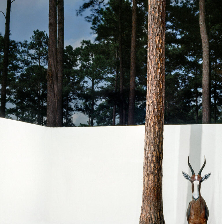 "Bontebok", White Oak Plantation, Yulee, Florida (1989)