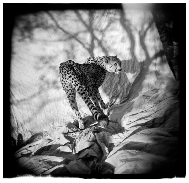 "Cheetah on Muslin #1", Hoedspruit Research and Breeding Centre, Limpopo (1998)