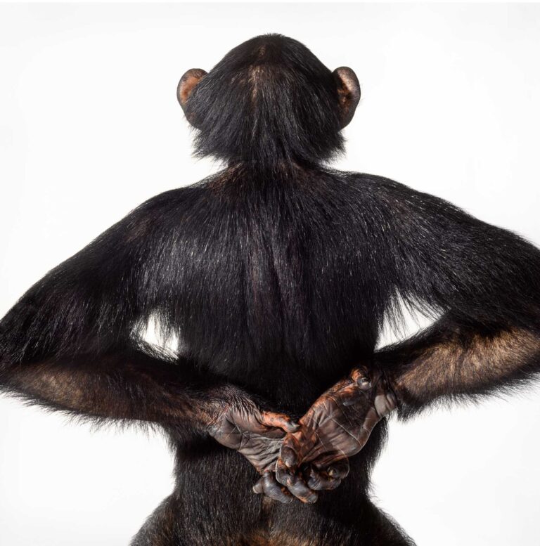 "Chimpanzee (back)", Tampa, Florida (1989)