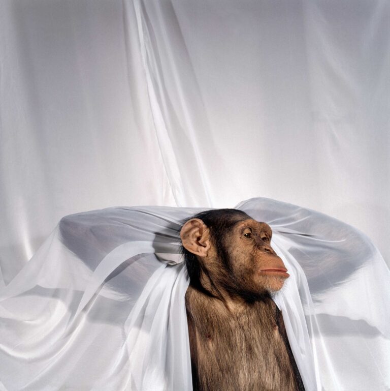 "Chimpanzee (curtain)", Los Angeles, California (1993)
