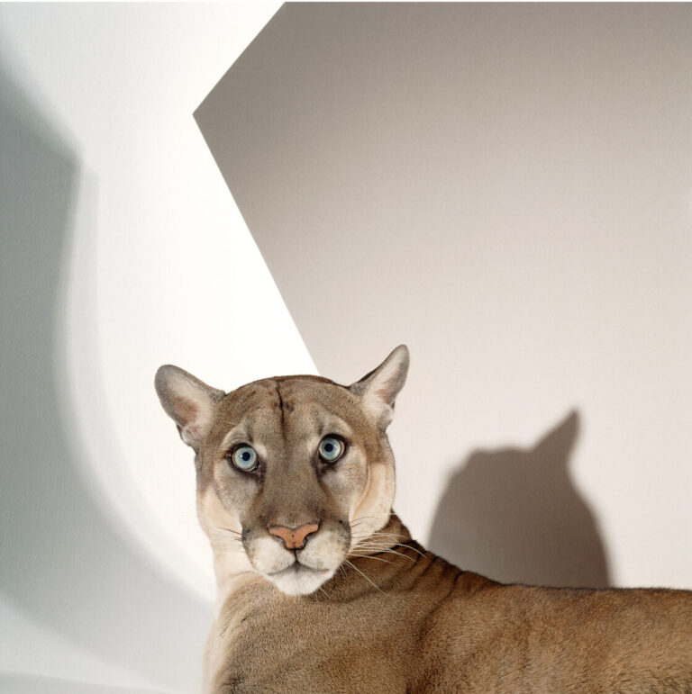 "Florida Panther #1", Tampa, Florida (1989)
