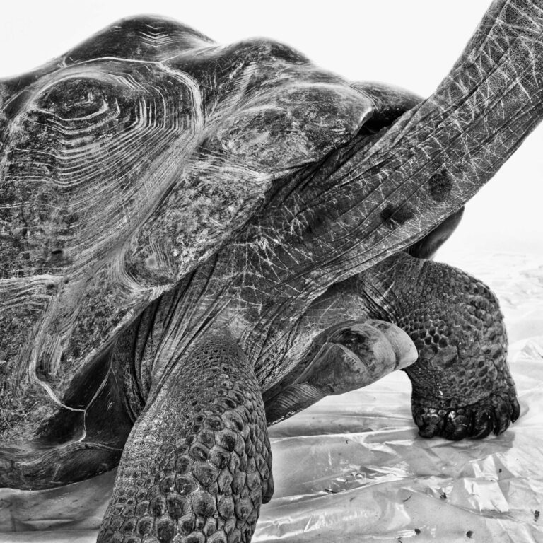 "Galapagos Giant Tortoise #1", Tampa, Florida (1988)