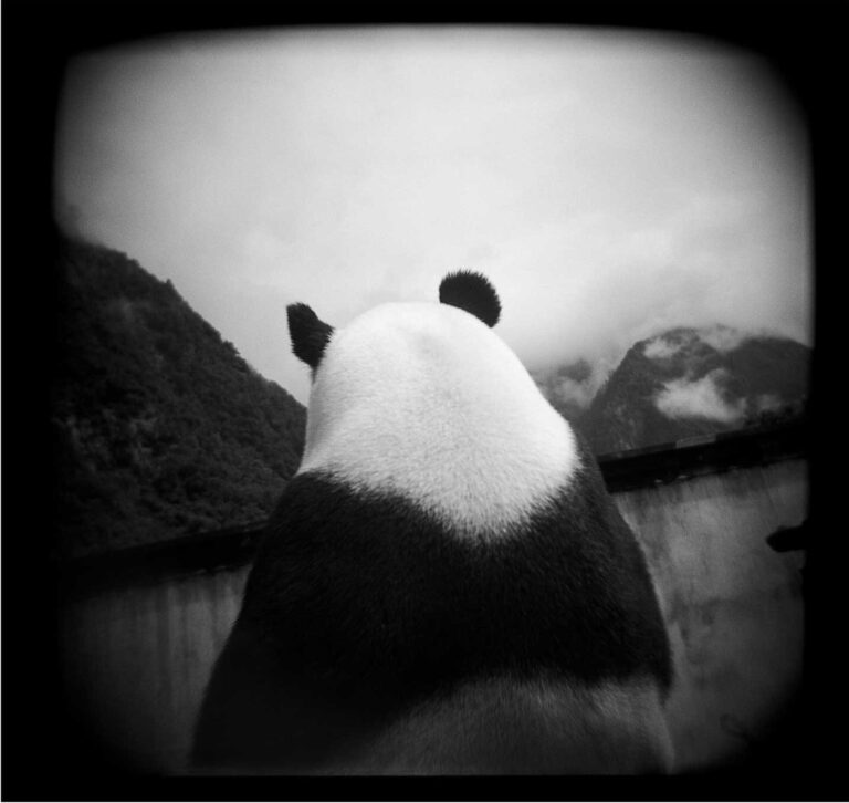 "Giant Panda (back)", Wolong National Nature Reserve, Sichuan (1999)