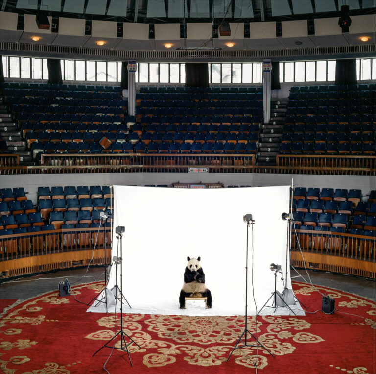 "Giant Panda (in arena)", Shanghai, China (1989)