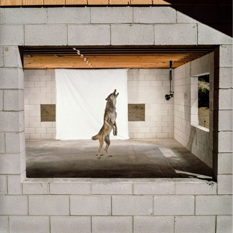 "Gray Wolf (standing)", Lockwood Valley, California (1989)