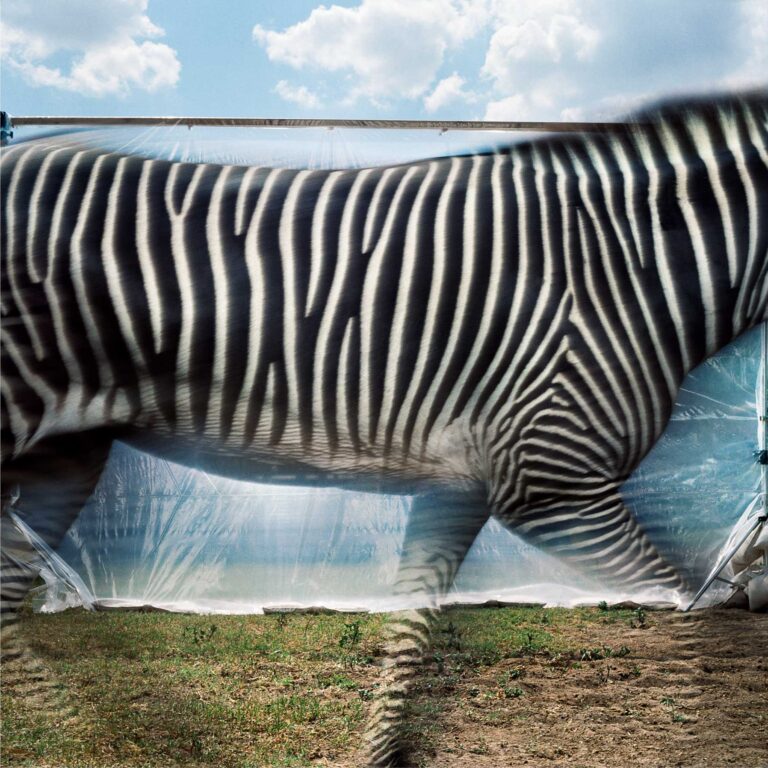 "Grevy's Zebra", Edinburg, Texas (1988)