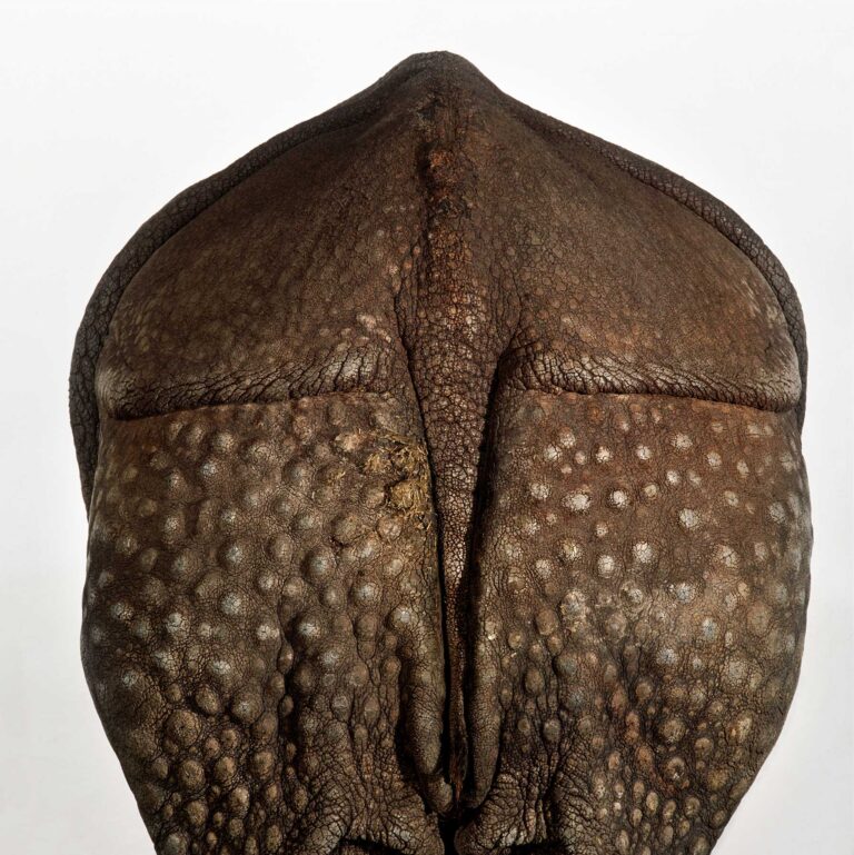 "Indian Rhinoceros #1 (rear)", Tampa, Florida (1989)