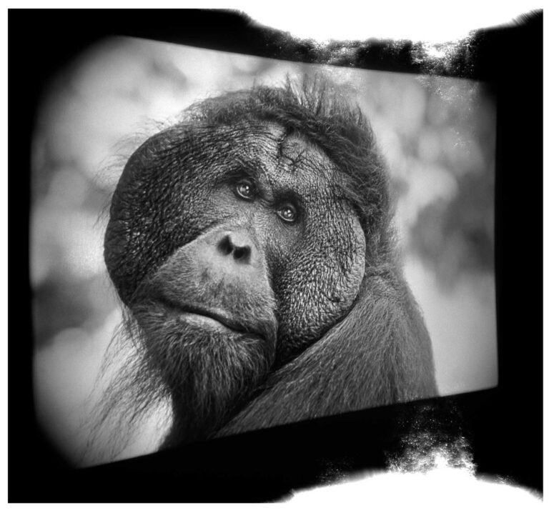 "Kusasi #1", Tanjung Puting National Park, Kalimantan (1999)