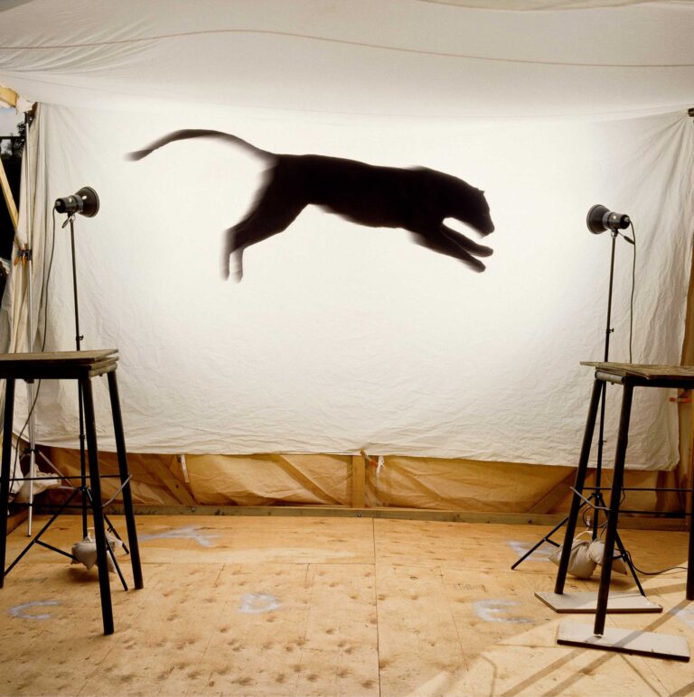 "Leaping Leopard", Mountains near Malibu, California (1988)