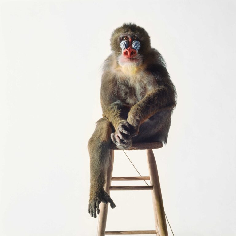 "Mandrill on Stool", Rochester, New York (1989)