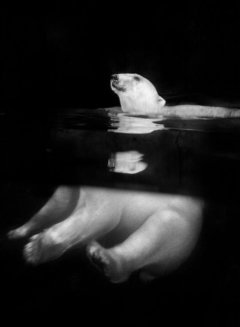 "Polar Bear Over/Under", Portland, Oregon (1994)