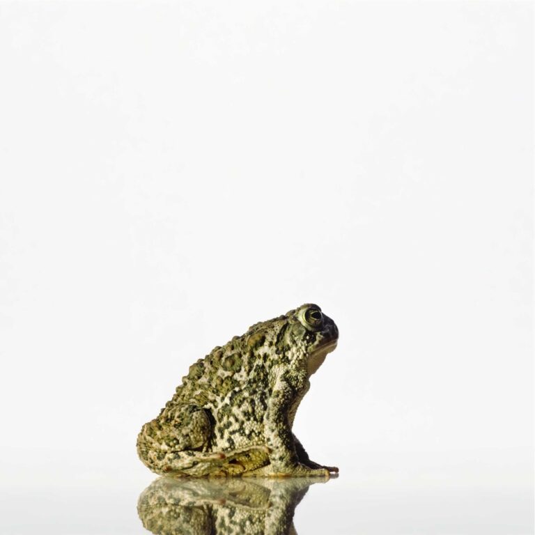 "Wyoming Toad", Wildlife Research Center, Sybille, Wyoming (1996)