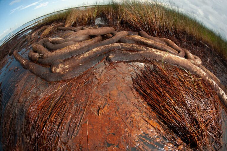 "Oil from Deepwater Horizon Spill", Barataria Bay, Louisiana, USA (2010)