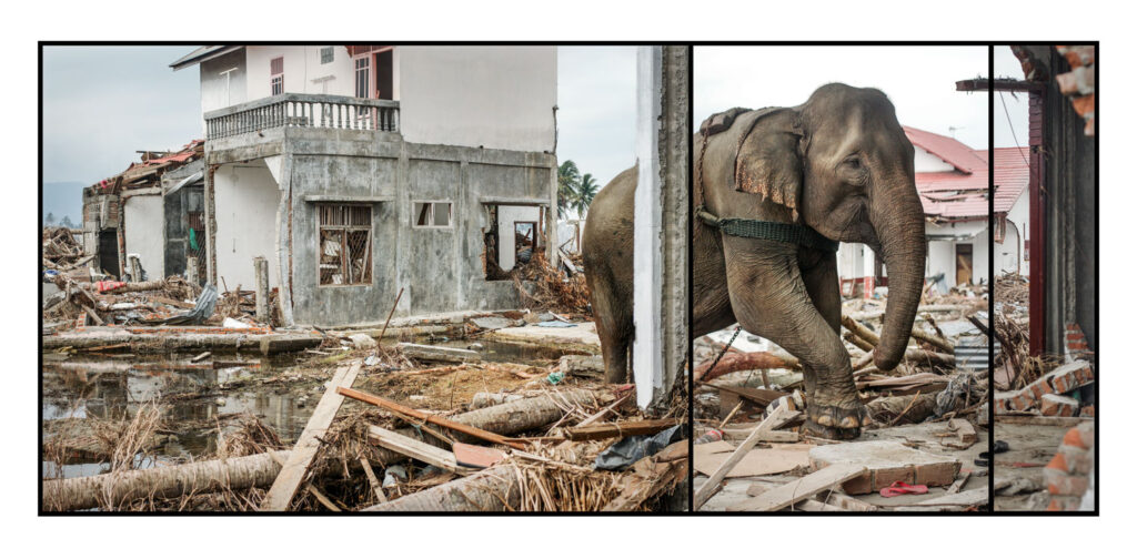 "Elephant in Rubble after 2004 Indian Ocean Tsunami", Ulèë Lheuë, Banda Aceh, Sumatra, Indonesia (2005)