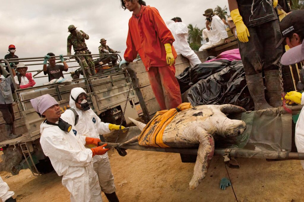 "Sea Turtle Rescue in Aftermath of Tsunami #2", "Sea Turtle Rescue in Aftermath of Tsunami #2", Banda Aceh, Sumatra, Indonesia (2005)Banda Aceh, Sumatra, Indonesia 2005)