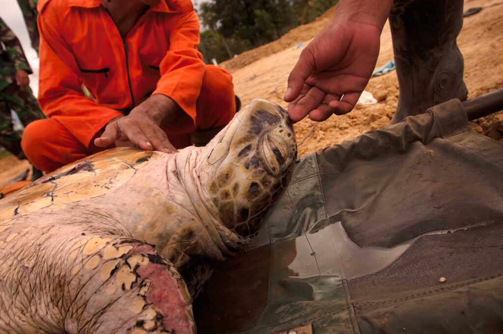 "Sea Turtle Rescue in Aftermath of Tsunami #3", Banda Aceh, Sumatra, Indonesia (2005)
