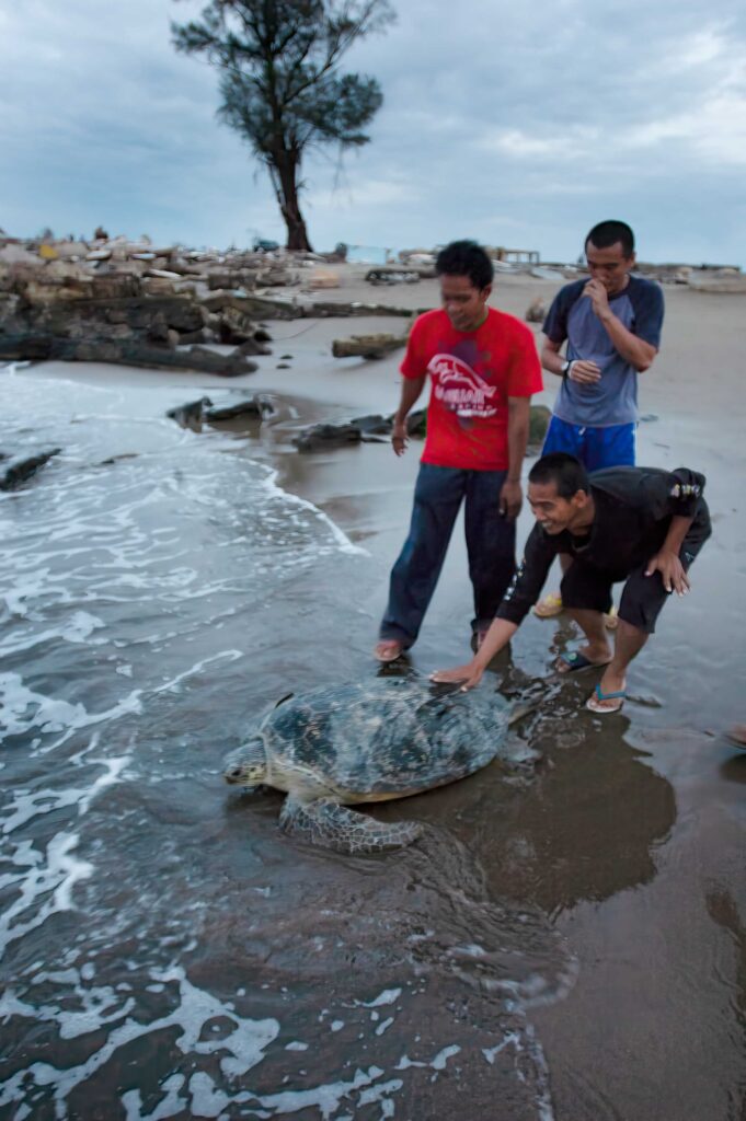 "Sea Turtle Rescue in Aftermath of Tsunami #5", Banda Aceh, Sumatra, Indonesia (2005)