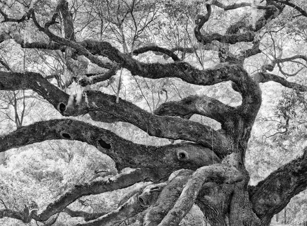 "Angel Oak #1", Johns Island, South Carolina (2001)