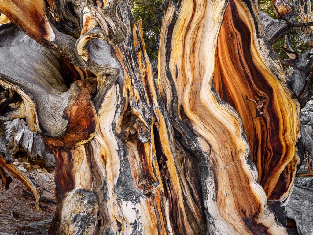 "Bristlecone Pine #2", Schulman Grove, Inyo National Forest, California (2020)