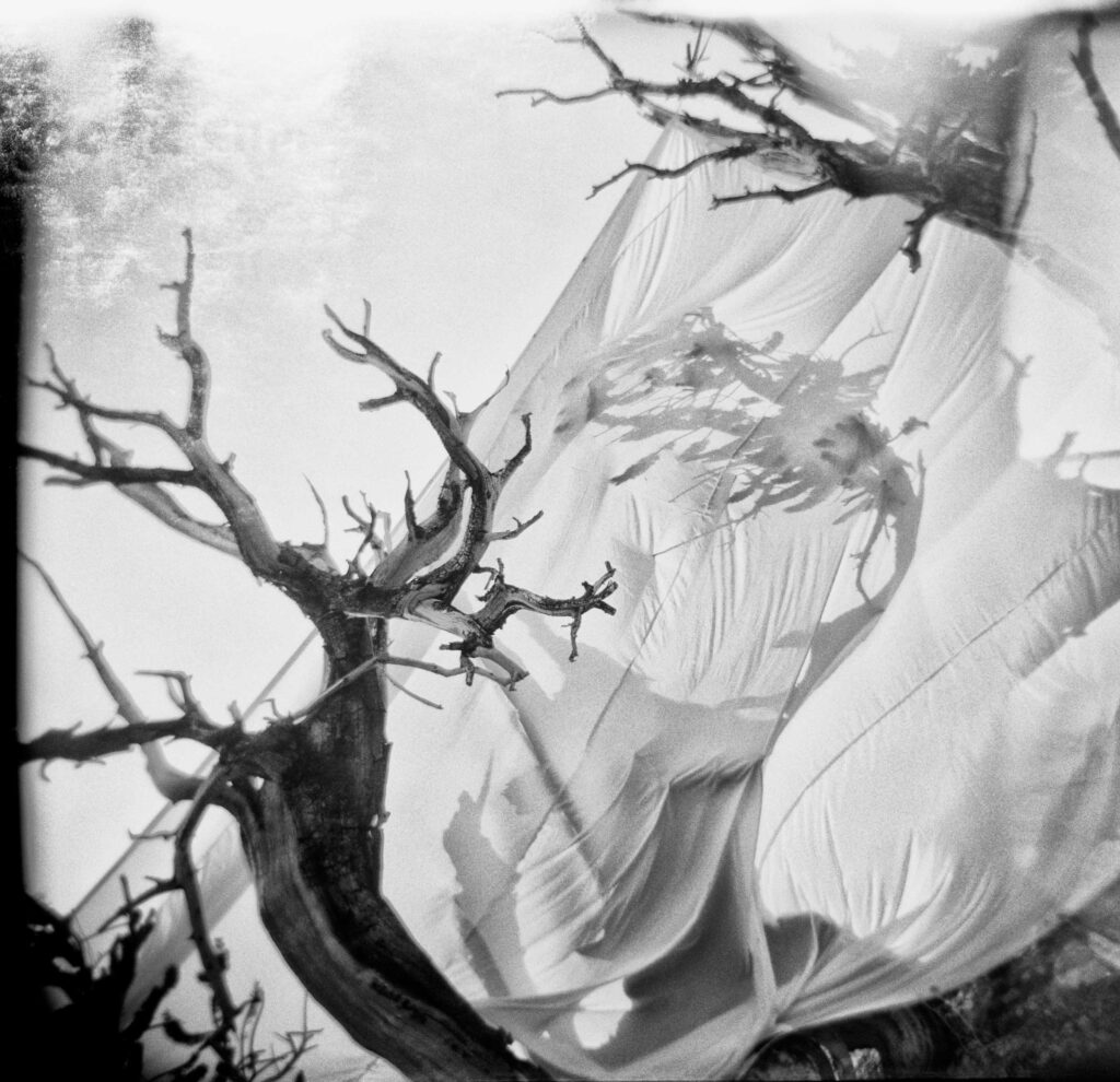 "Bristlecone Pine #3", Schulman Grove, Inyo National Forest, California (1998)