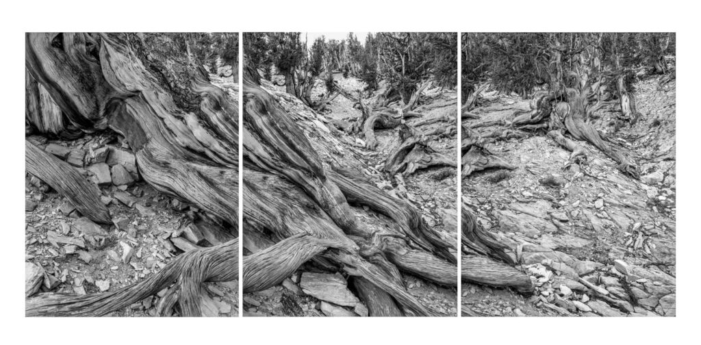 "Bristlecone Pine Triptych", Schulman Grove, Inyo National Forest, California (2020)