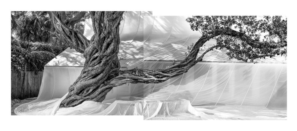 "Button Mangrove", Palm Beach, Florida (2000)