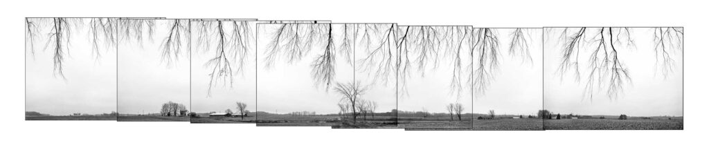 "Elm Branches #1", Buckley, Michigan (2000)