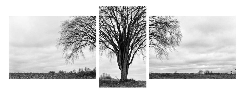 "Elm Triptych", Buckley, Michigan (2000)