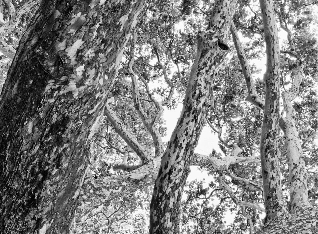 "Gifford Pinchot Sycamore Branches", Simsbury, Connecticut (2002)