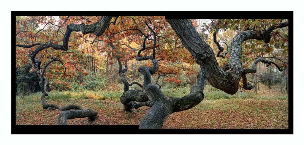 "Granby Oak #1", Granby, Connecticut (2002)
