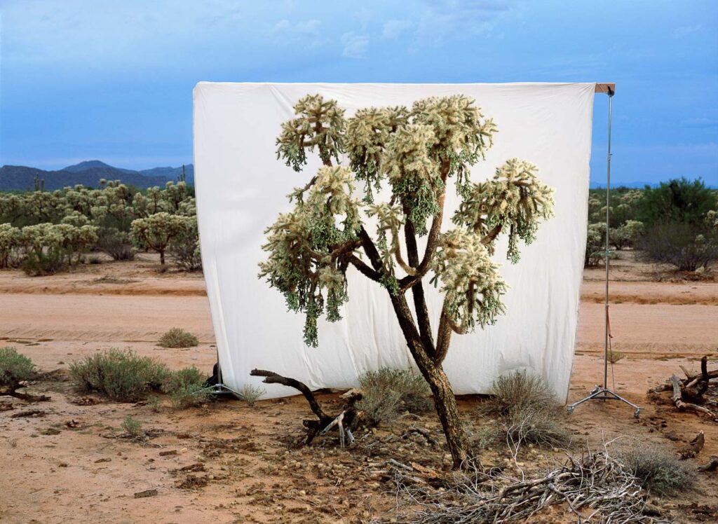 "Jumping Cholla #1", Pinal County, Arizona (2000)