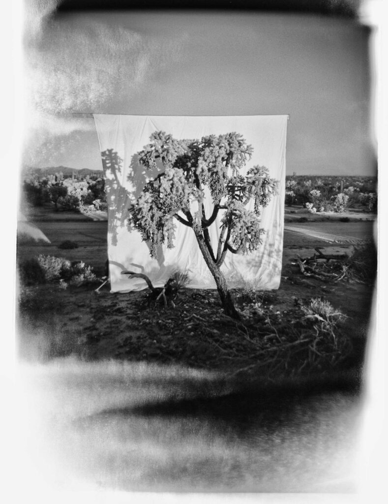 "Jumping Cholla #2", Pinal County, Arizona (2000)