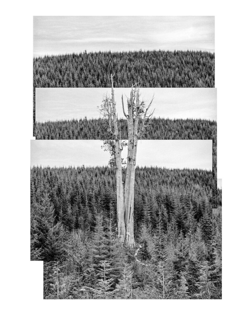 "Nolan Creek Cedar Aerial", Olympic Peninsula, Washington (2001)
