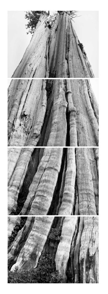 "Nolan Creek Cedar Four Panel", Olympic Peninsula, Washington (2001)