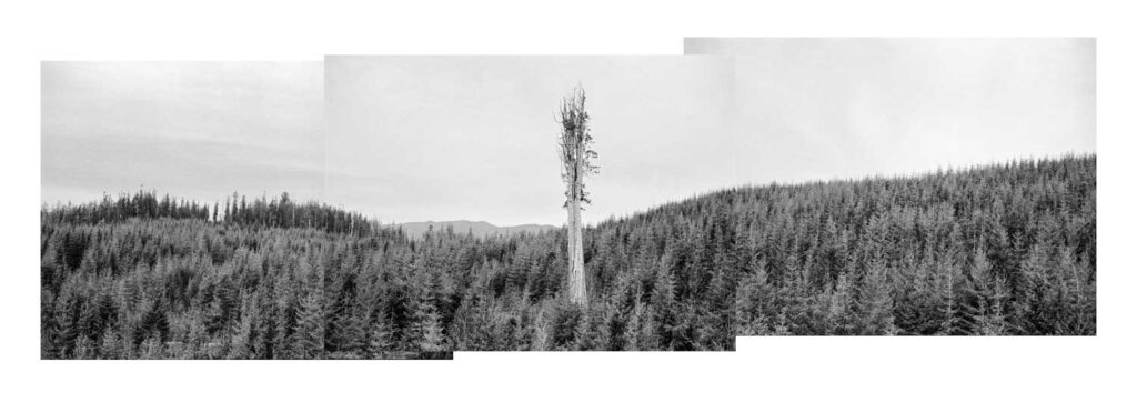 "Nolan Creek Cedar Pano", Olympic Peninsula, Washington (2001)