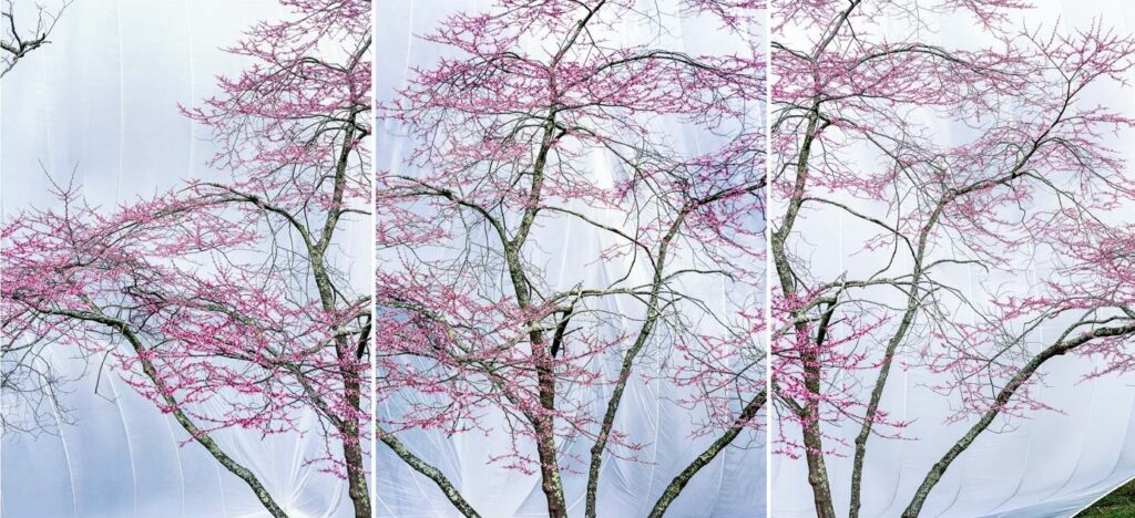 "Redbud Triptych", Maggie Valley, North Carolina (2001)