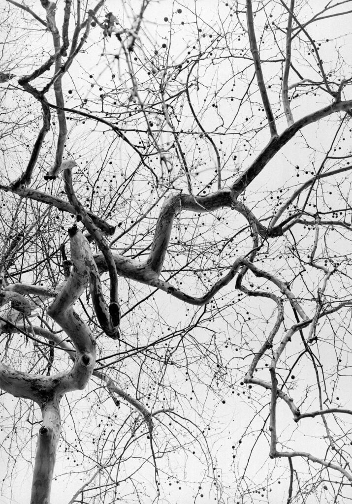"Sycamore Branches", Iron Duff, North Carolina (2001)