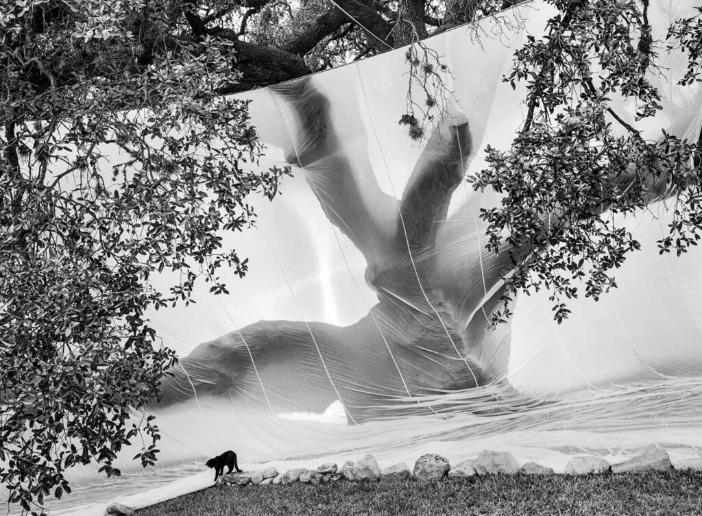 "Texas Live Oak with Cat", Tranquil Valley, Rio Frio, Texas (1998)
